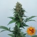Vanilla Kush - Barney's Farm